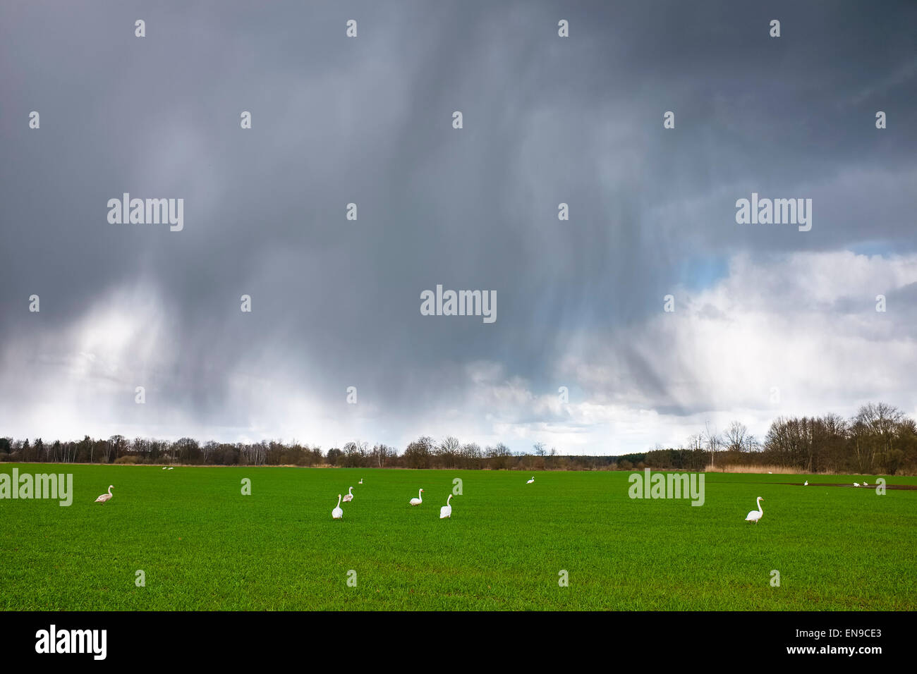 Schwäne auf einem Feld, Brandenburg, Deutschland Stockfoto