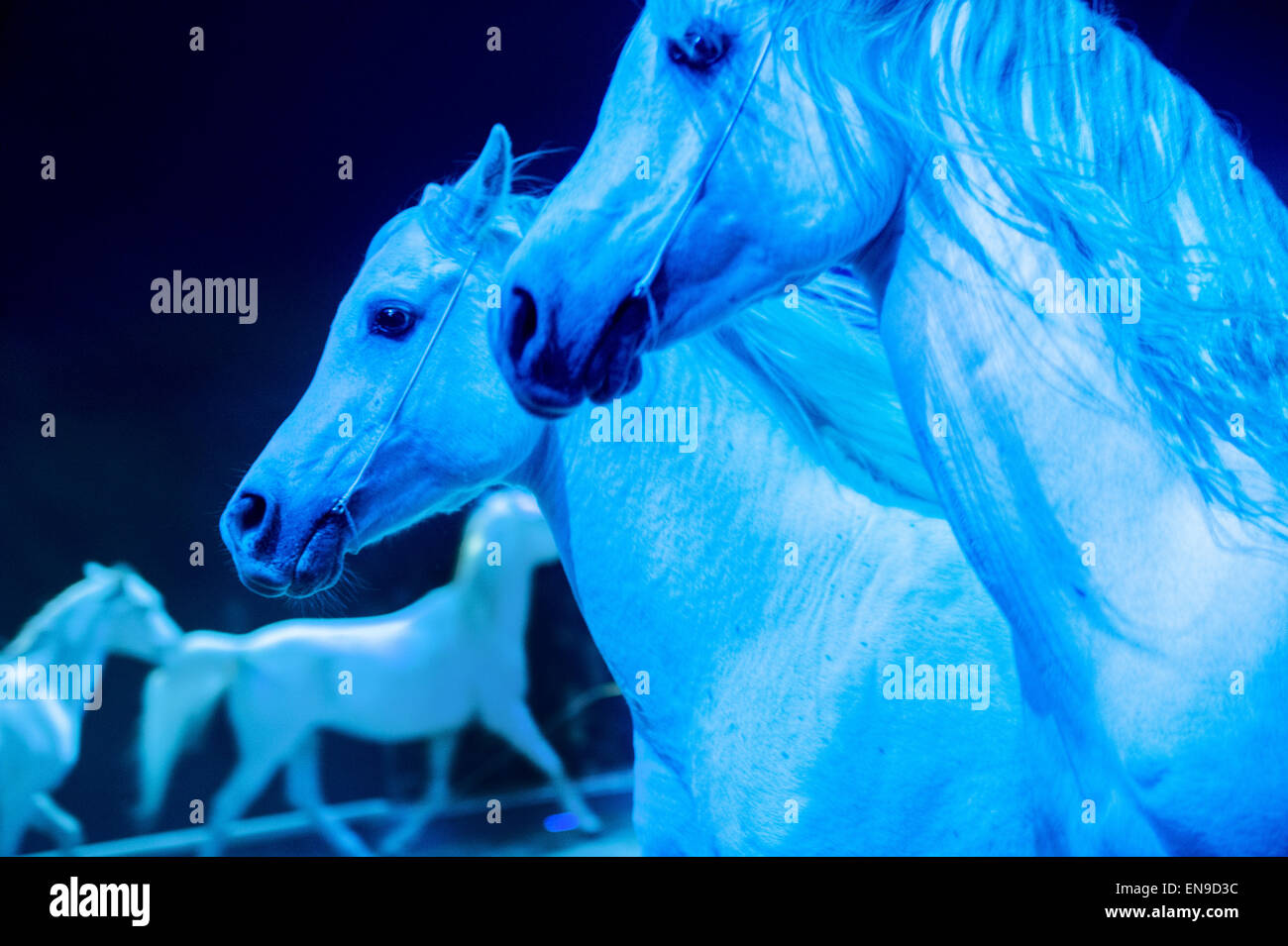 Zirkus-Pferde Stockfoto