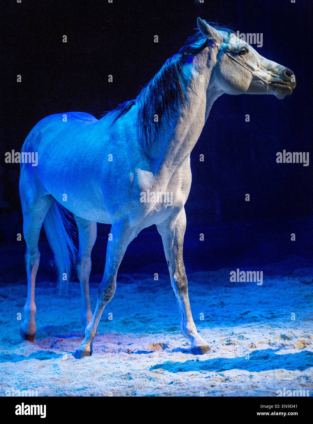 Schimmel Portrait White Horse Stockfotos und bilder Kaufen Alamy Schimmel Portrait White Horse Stockfotos und bilder Kaufen Alamy