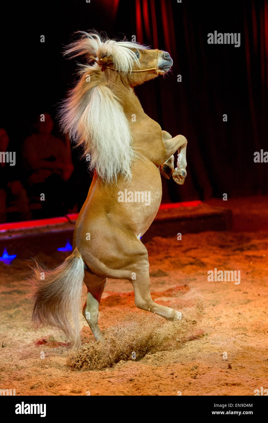 Pferd einen Trick durchführen Stockfoto