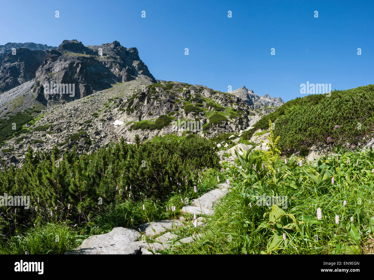 Slowakei, Tatra, Velka Studena Dolina. Berge im Sommertag mit Blumen Stockfoto
