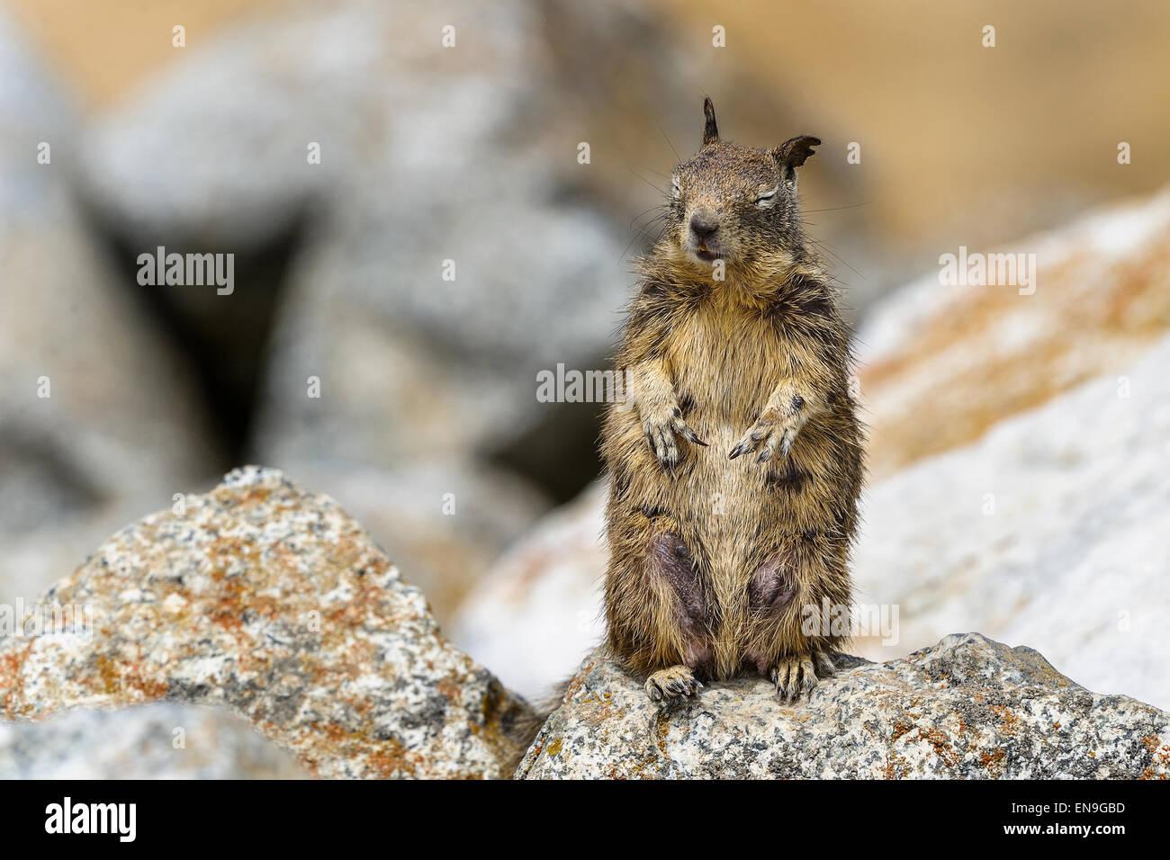 Kalifornien Grundeichhörnchen, Spermophilus beecheyi Stockfoto