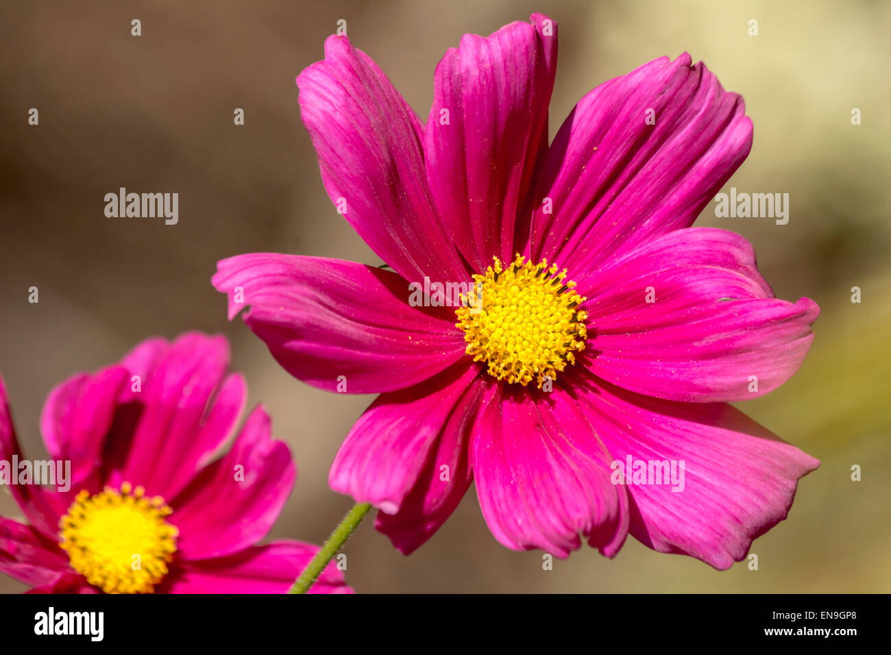 Öffnen Sie vollständig Magenta Cosmos Bipinnatus (Blender) blühen im Frühjahr unter Sonnenlicht (close-up Foto) Stockfoto