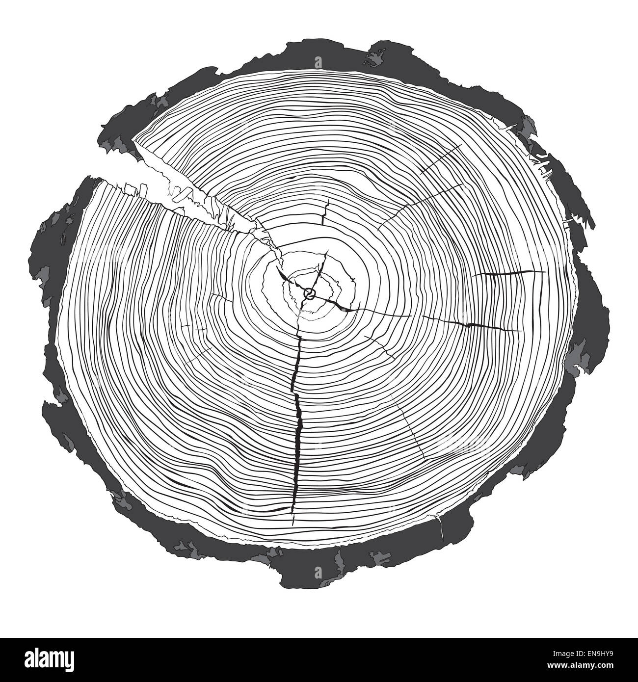 Baum Jahresringe mit Graustufen Zeichnung des Querschnitts eines Baumstammes isoliert auf weiss. Vektor illusration Stockfoto