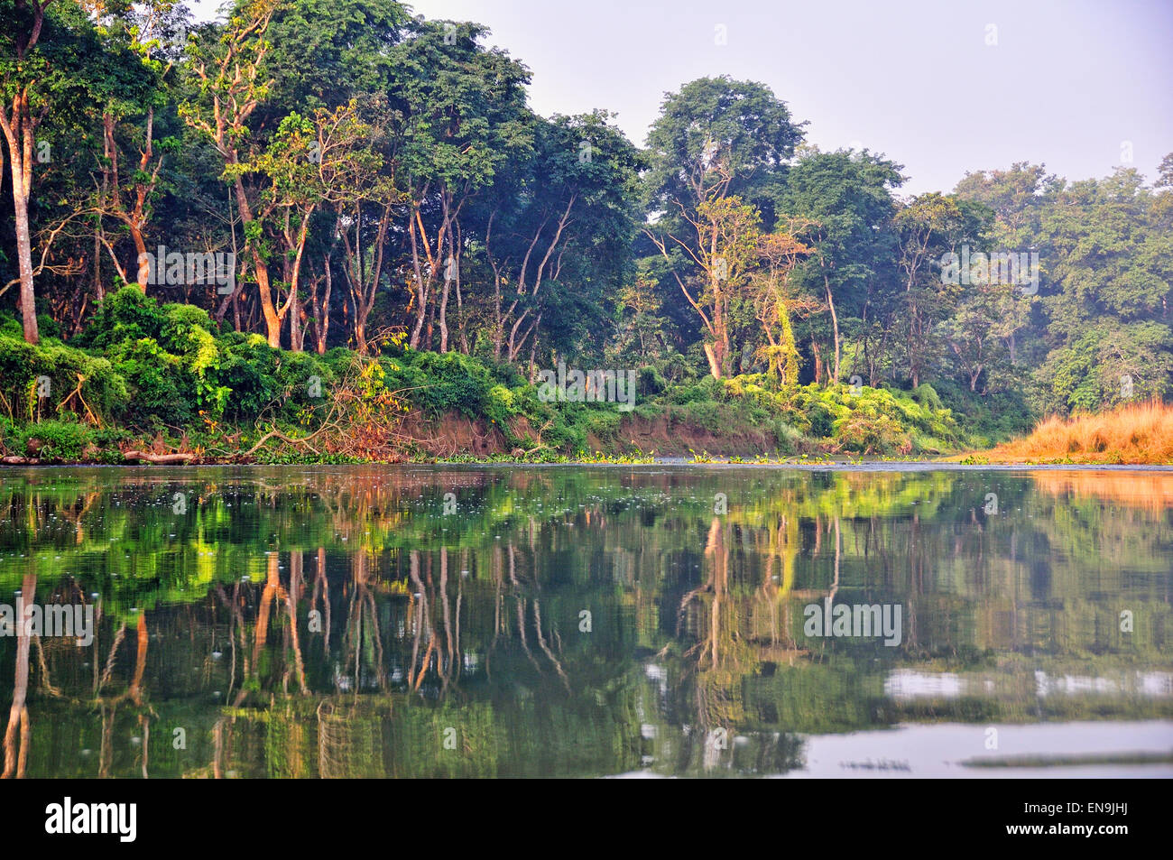 Royal Chitwan National Park ("Chitwan" bedeutet "im Herzen des Dschungels") 932 qkm umfasst. Stockfoto