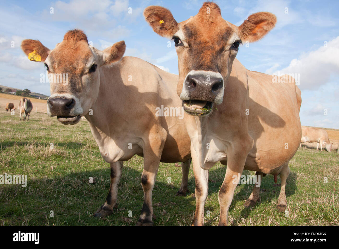 Jersey Kühe, zwei Erwachsene, Isle Of Wight, England Stockfoto