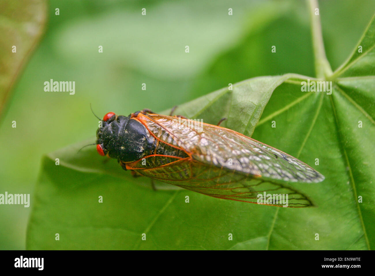Nahaufnahme von einer großen, bunten Zikade Essen ein grünes Blatt im Sommer Stockfoto