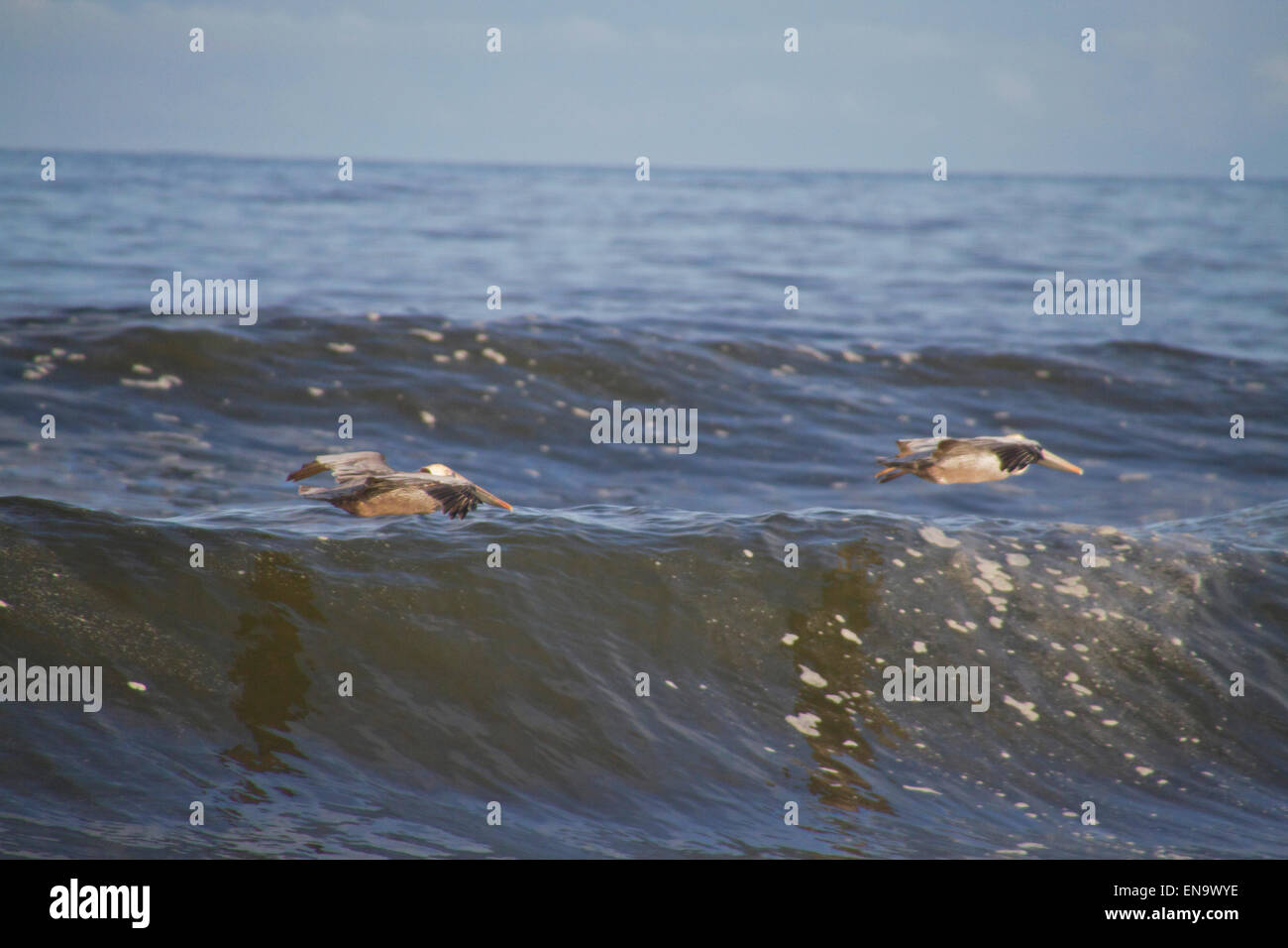Zwei fliegende Pelikane Gleiten tief über die dunklen Wellen, die Jagd nach Nahrung Stockfoto