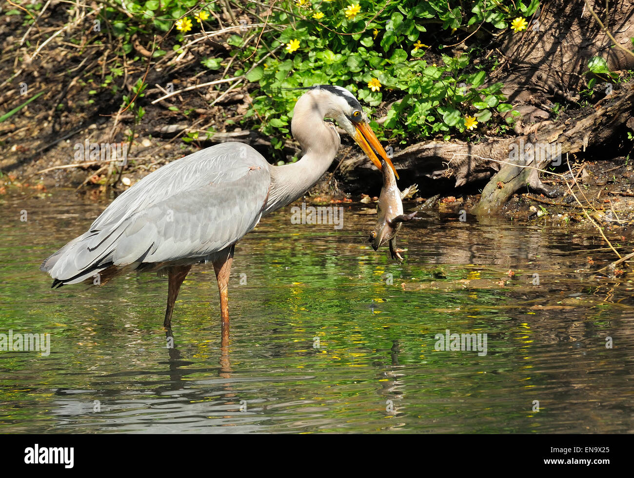 Great Blue Heron fangen riesigen Bull Frog.  (Ardea Herodias) Stockfoto