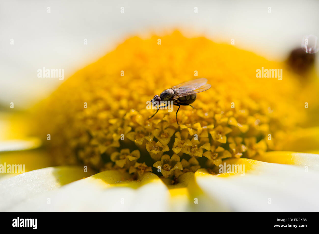 Stubenfliege Tier Blume sitzen Stockfoto