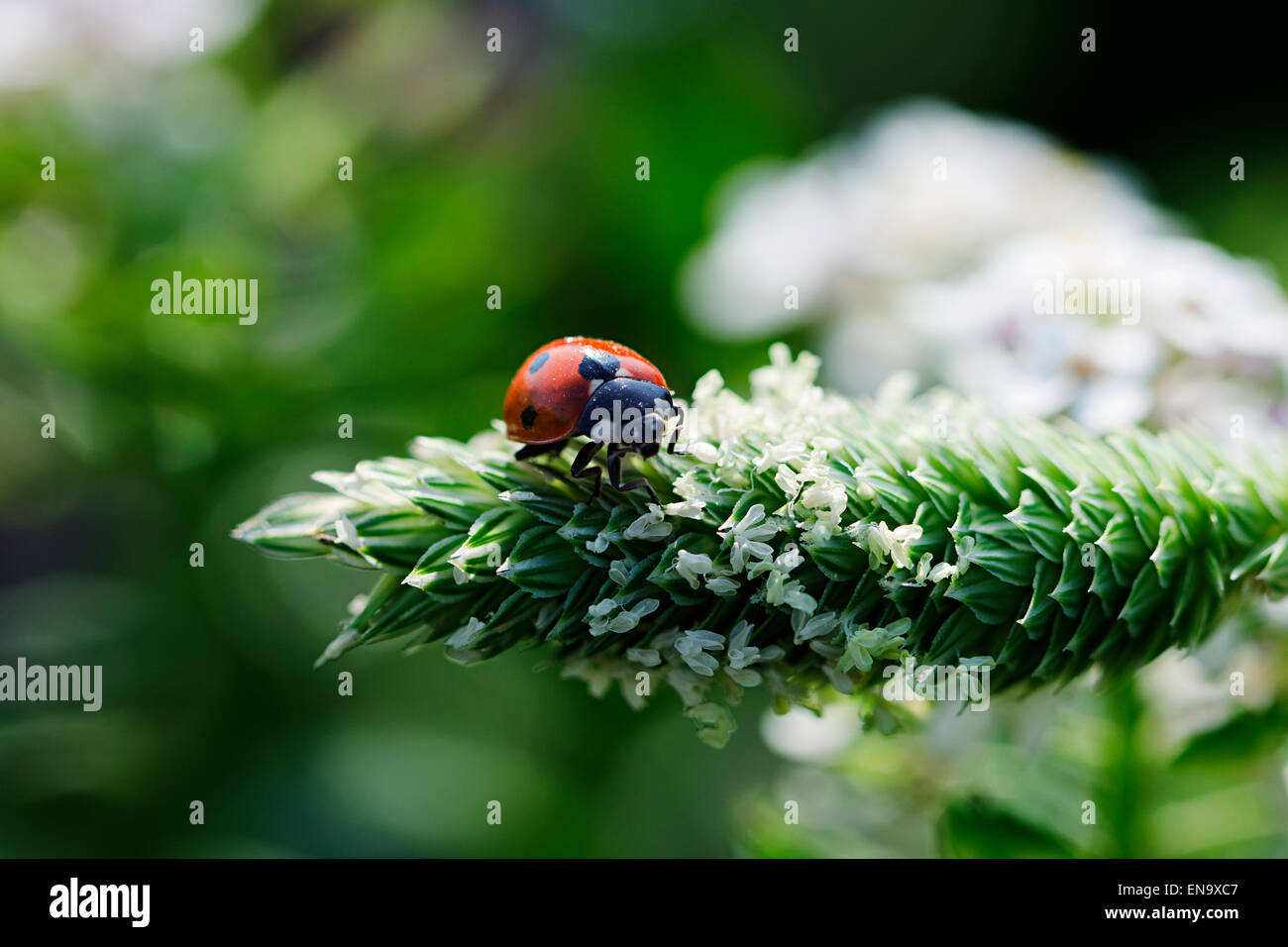 Marienkäfer Tier Blume sitzen Stockfoto