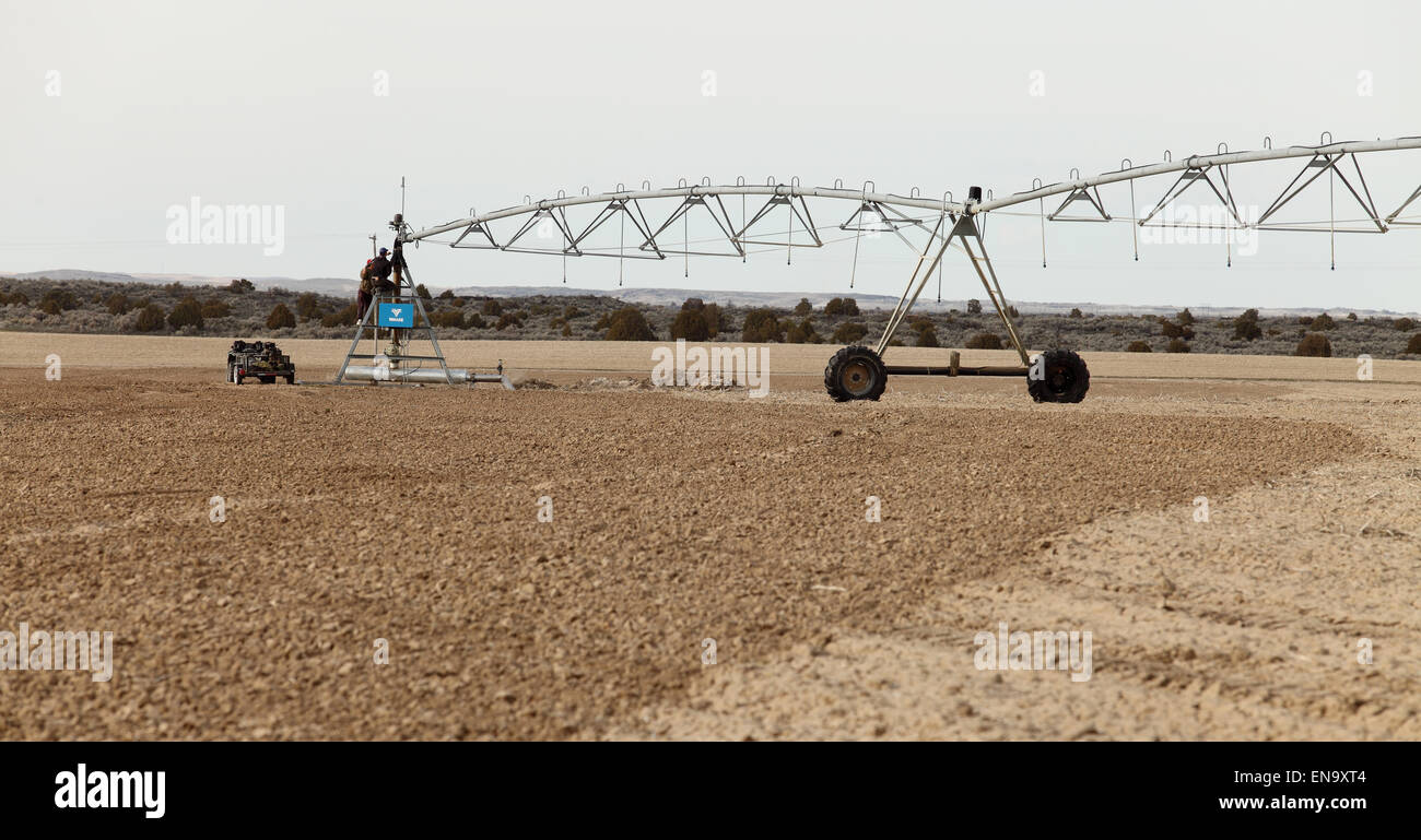 Ein landwirtschaftliches Sprinkler-System in ein einem Weizenfeld, inspizierten die neue Vegetationsperiode Stockfoto