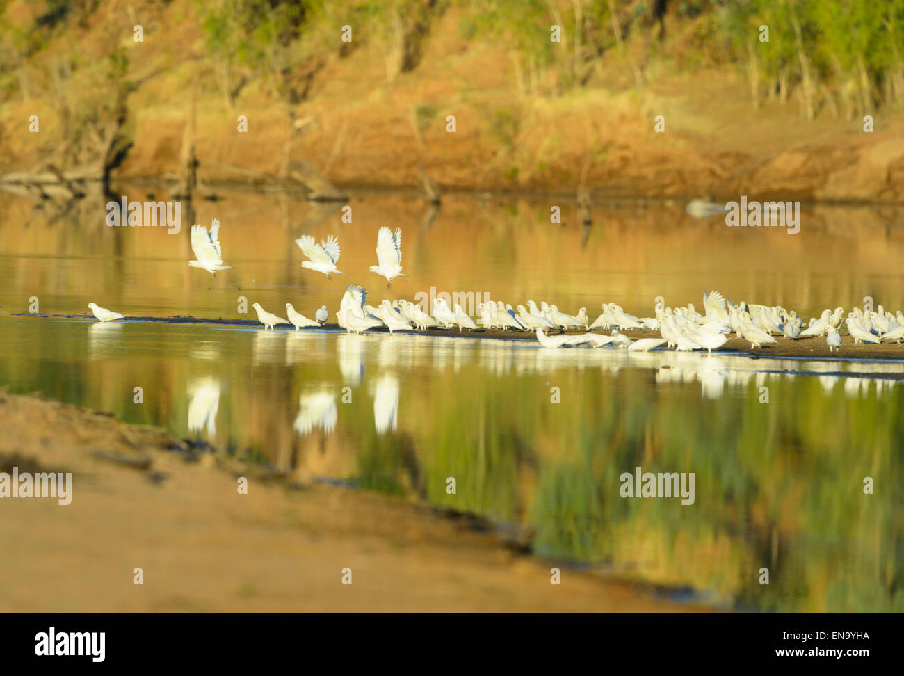 Little Corellas (Cacatua Pastinator), Fitzroy Crossing, Western Australia Stockfoto