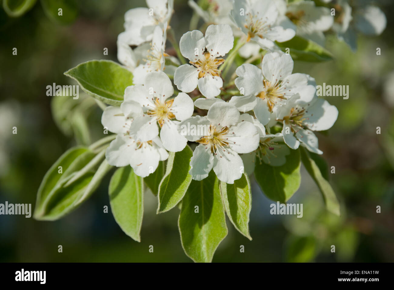 Birnbaum in Blüte, Salzkammergut, Österreich Stockfoto