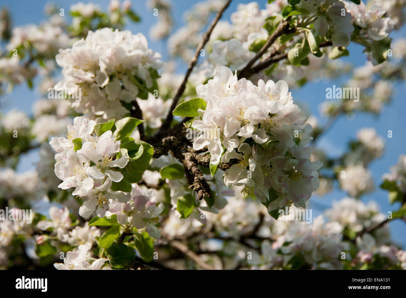 Detail eines Apfelbaums in Blüte, Salzkammergut, Österreich, Stockfoto