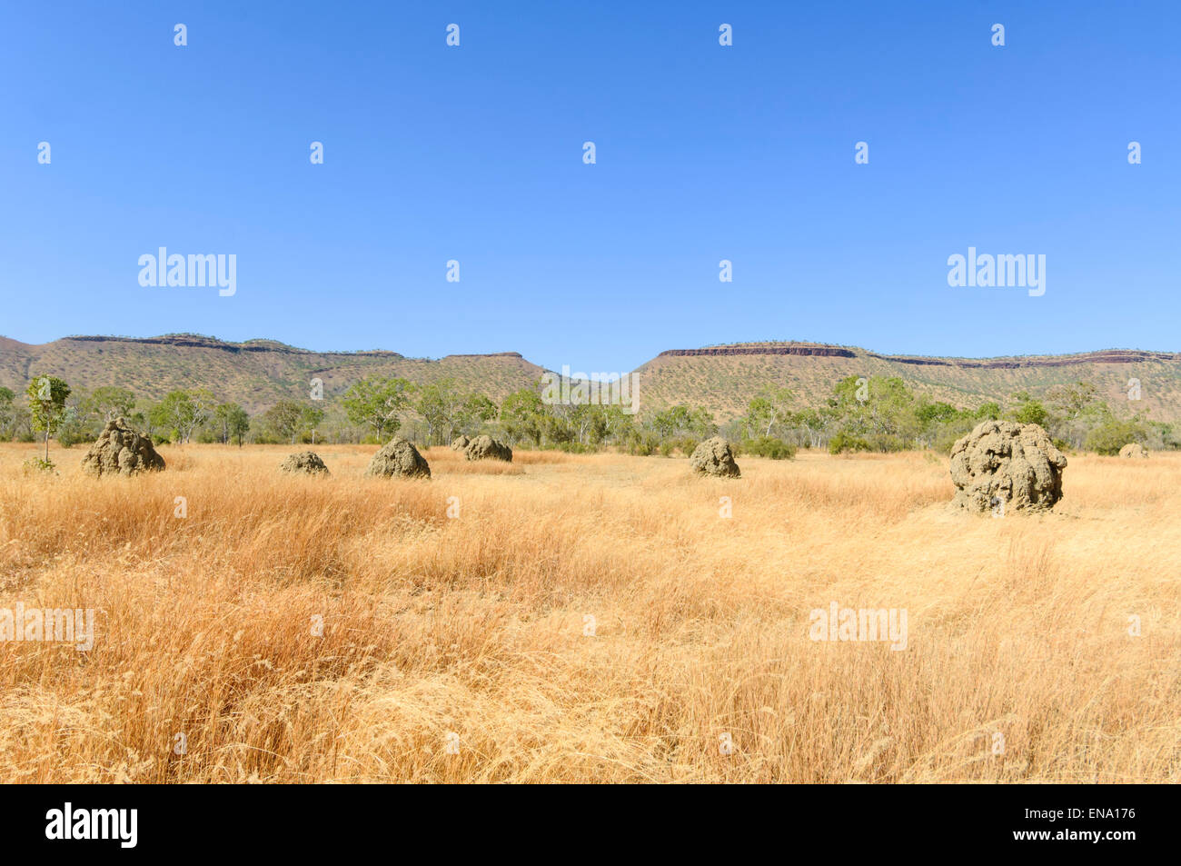 Termite Mounds, Mornington Wildniscamp, Kimberley, Western Australia, Australia Stockfoto