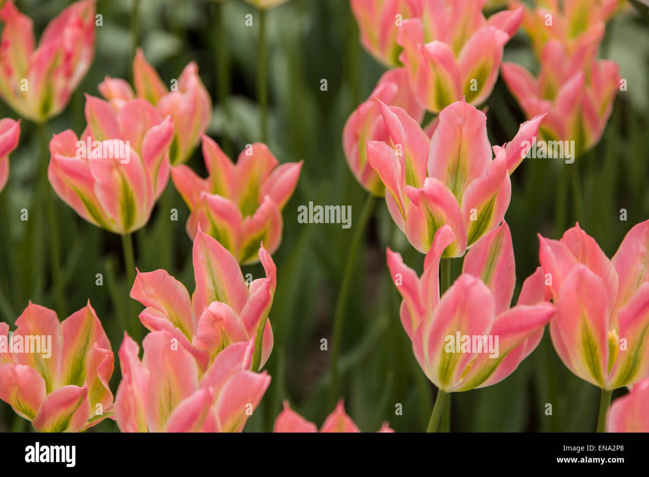 Lily blühenden Tulpen im Keukenhof, Niederlande Stockfoto