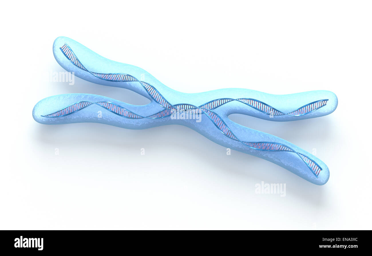 Chromosom x, DNA-Stränge auf weiß Stockfoto