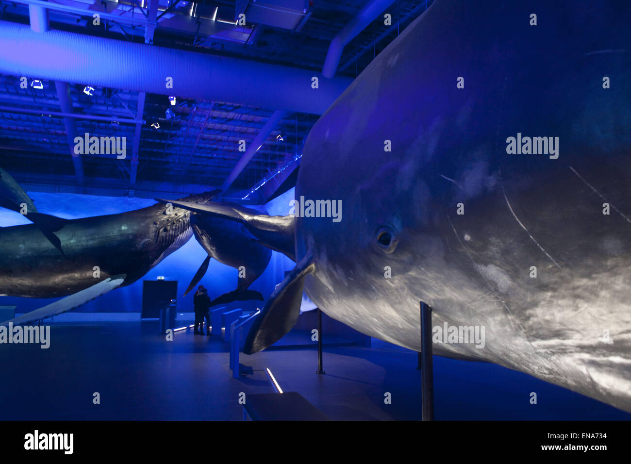 8. April 2015 Wale von Island - Reykjavik, Island - Ausstellung in Reykjavik.Whales Island ist die größte Wal-Ausstellung in Europa. 23 Leben Größe Wal Modelle bieten dem Besucher eine Chance, diese Riesen Meer erleben in einer umgebauten Lagerhalle in der Nähe von Reykjavik Hafen schließen. Meeresbiologe Edda ElÃsabet MagnÃºsdÃ³ttir sorgte dafür, dass die Wale in genaueste Weise präsentiert werden. Die Ausstellung umfasst interaktive Händlerbereichs Bretter, Projektion und ein Café, Reykjavik, Island. (Kredit-Bild: © Veronika Lukasova/ZUMA Draht) Stockfoto