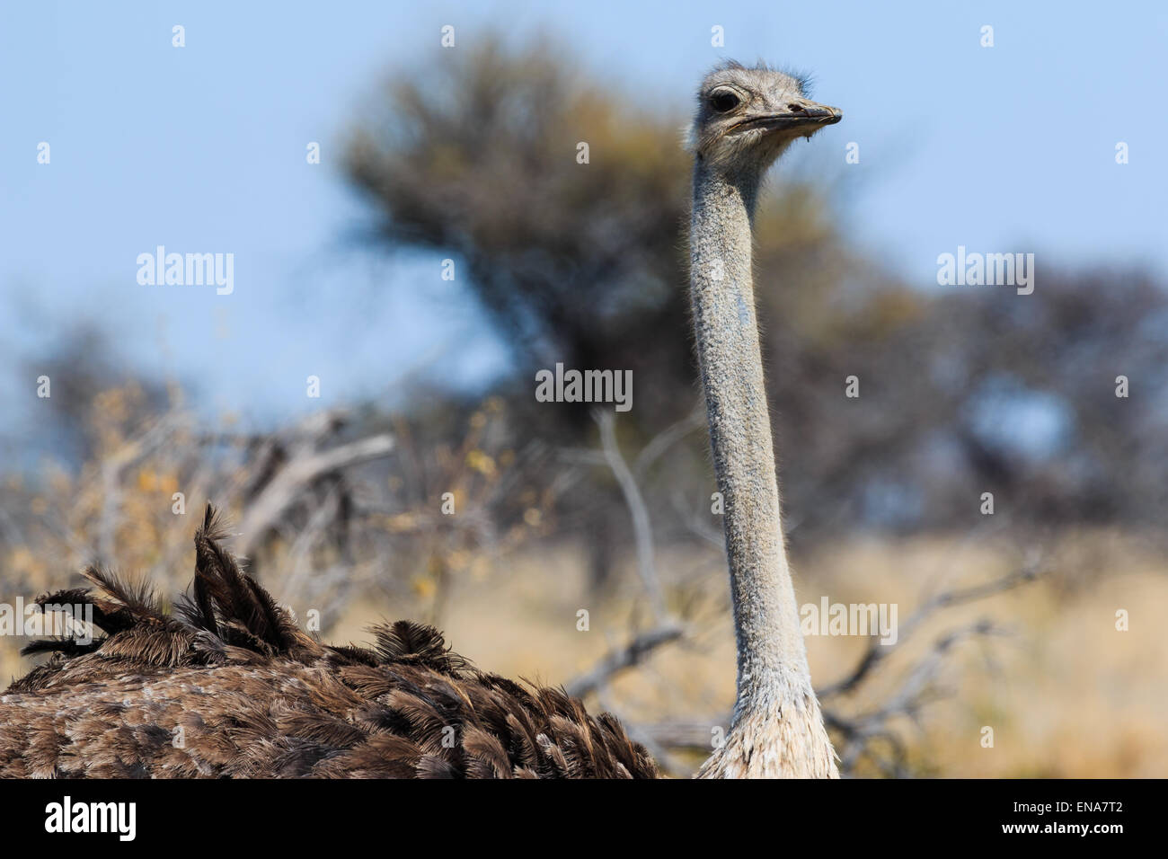 Vogel Strauß den Kopf hautnah. Neugierig und majestätische Vogel Namibia, Afrika zu suchen. Stockfoto