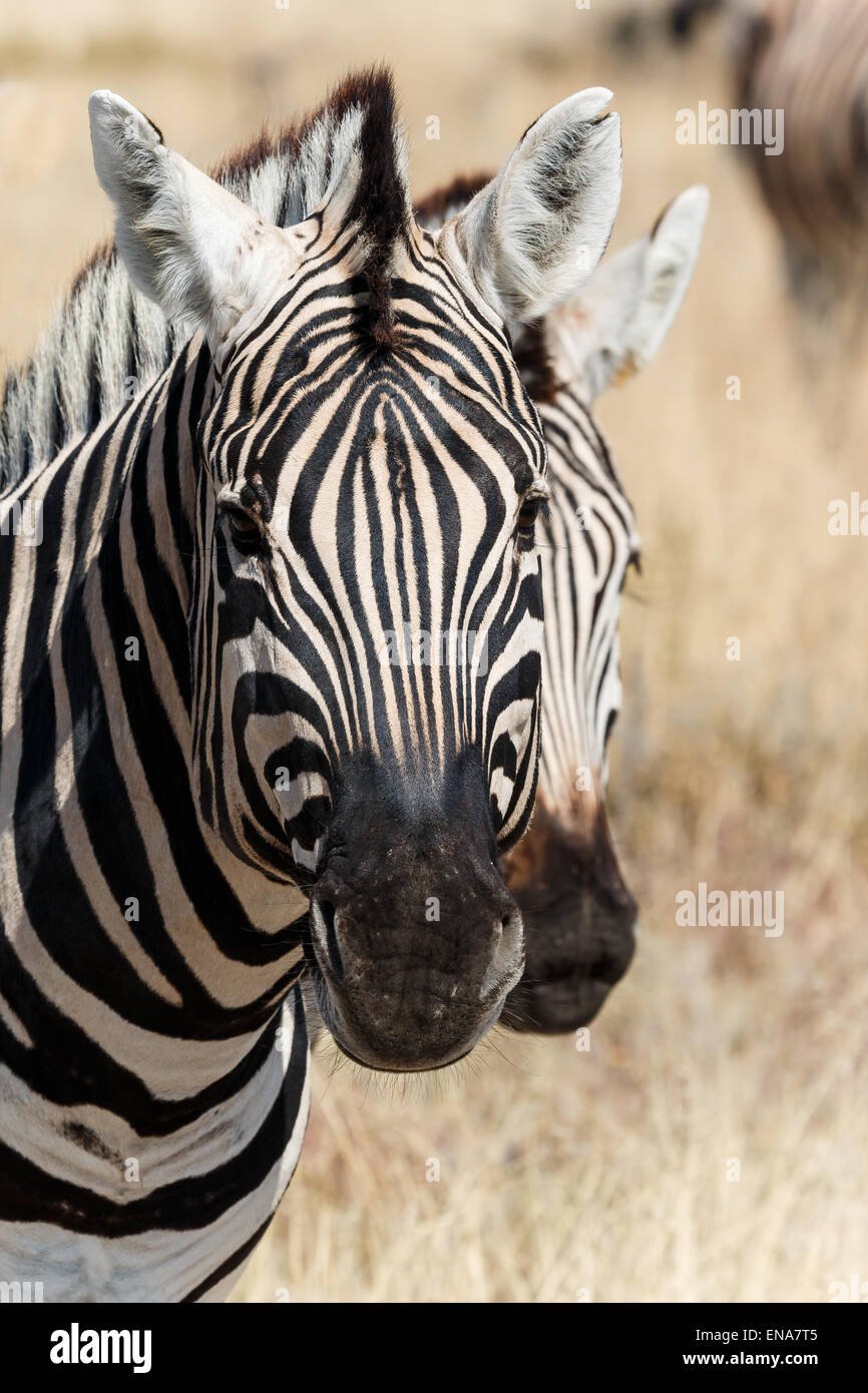 Schließen Sie zwei neugierige Zebra Heads-up. Stockfoto