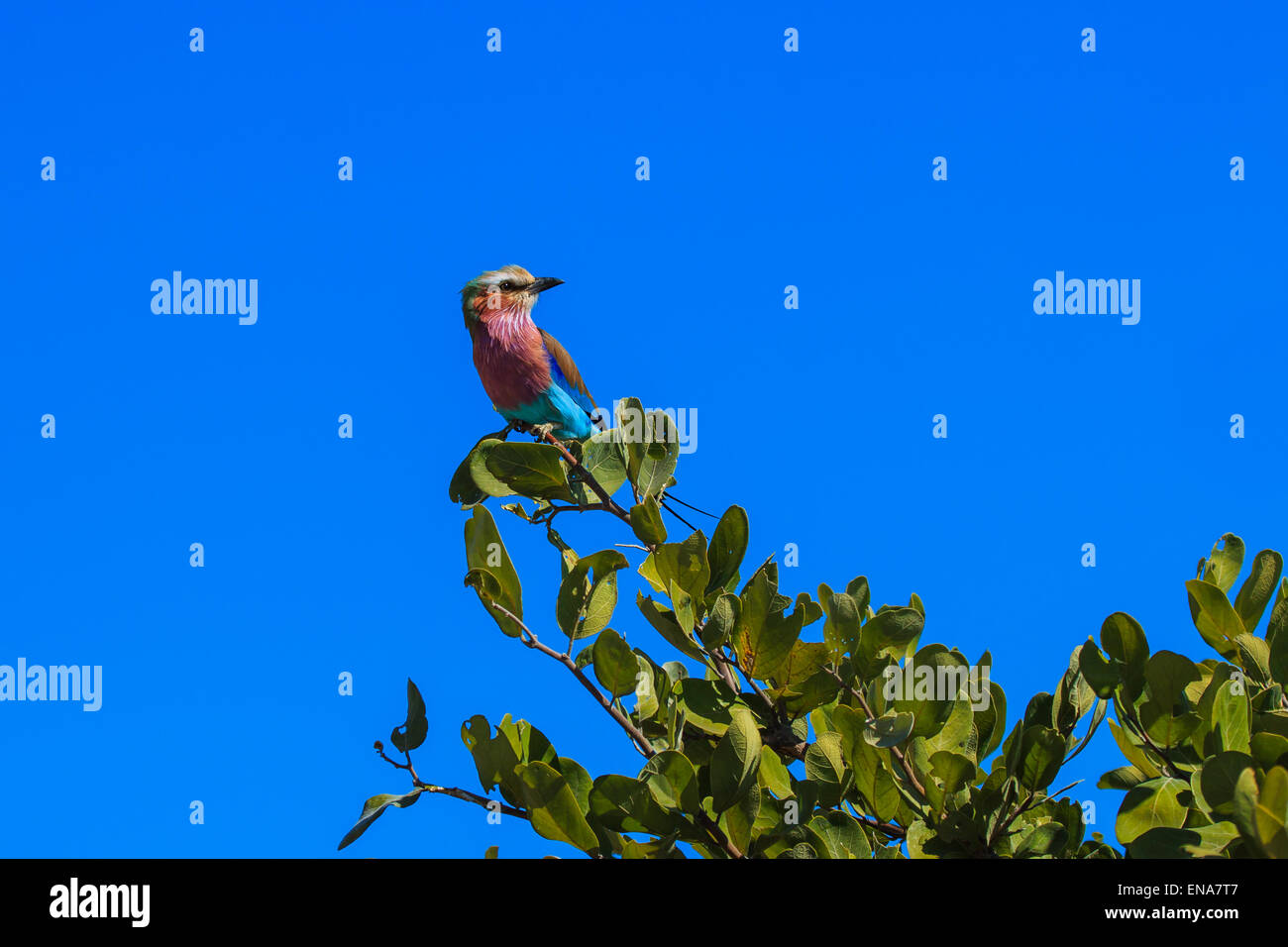 Lilac-breasted Roller im Baum auf Ast sitzen. Nationalvogel von Botswana und Kenia. Stockfoto