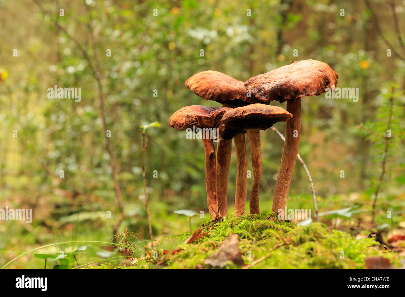Nahaufnahme von einer Gruppe von Braune Pilze im Wald in Drenthe, Niederlande. Stockfoto