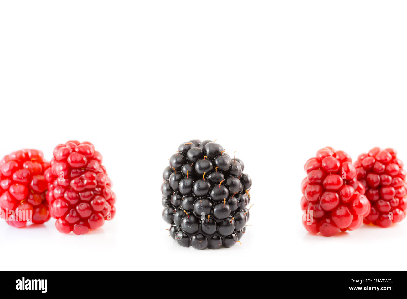 Reife und unreife Blackberry. Früchte in einer Reihe. Konzept des Andersseins. Stockfoto