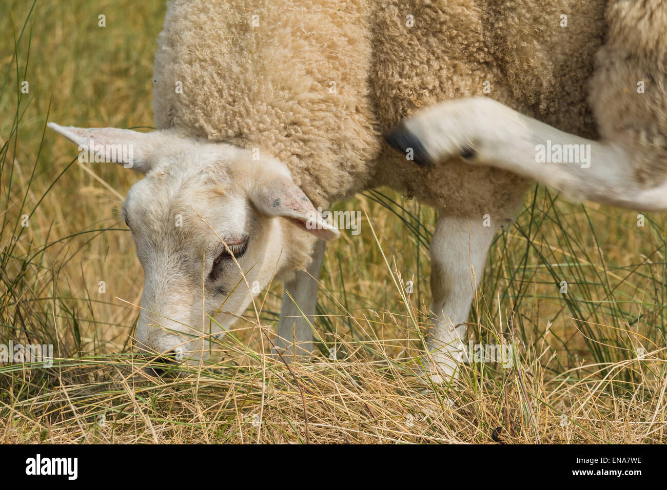 Ein Blick auf ein Schaf Multi-tasking, Essen, Kratzen in der Nähe Stockfoto
