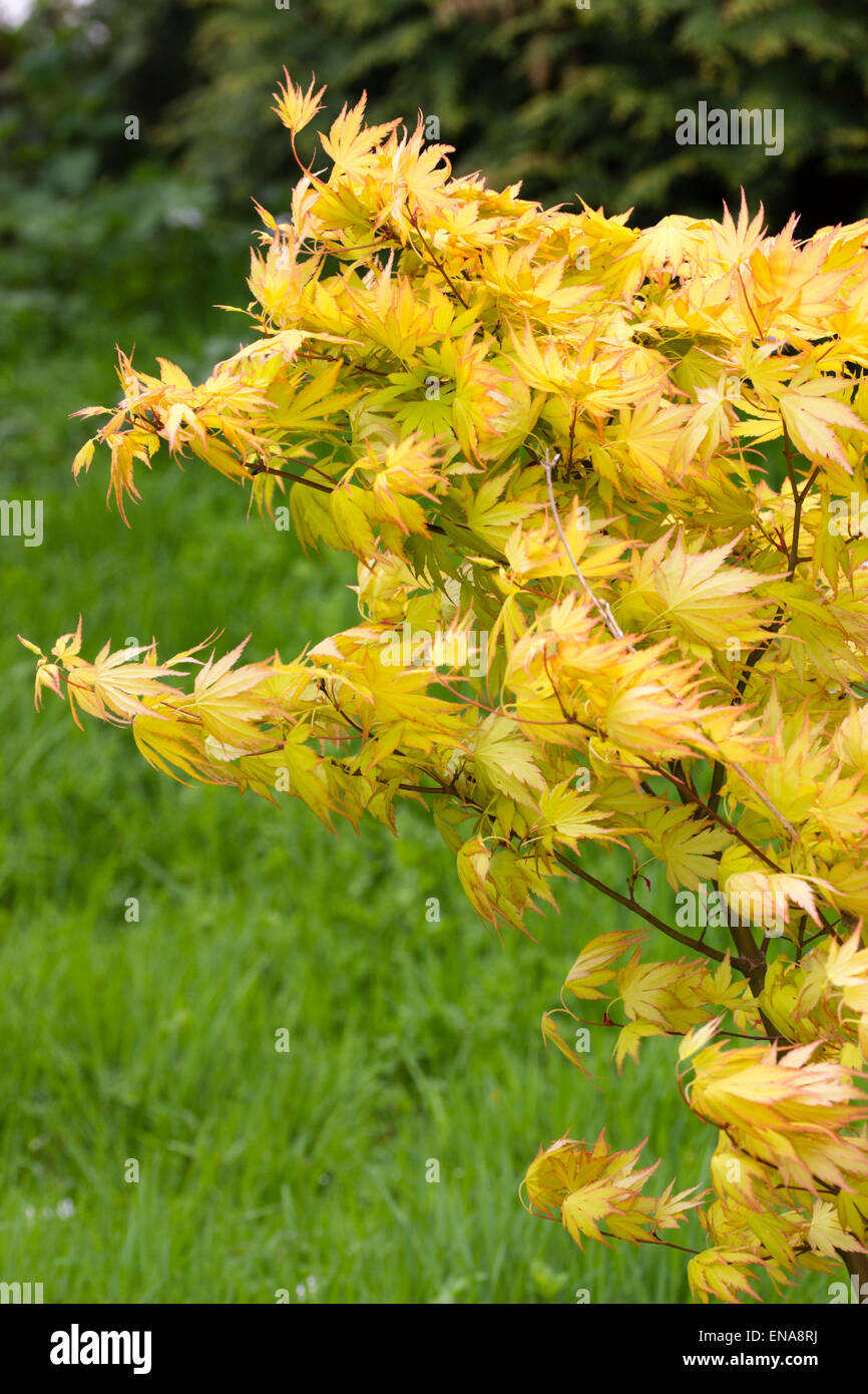 Frühling Laub der japanische Ahorn, Acer Palmatum 'Orange Dream' Stockfoto