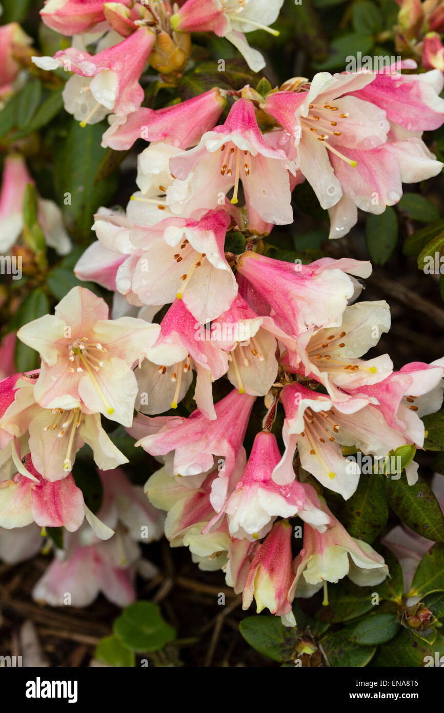 Frühlingsblumen von Rhododendron "Tree Creeper" Stockfoto