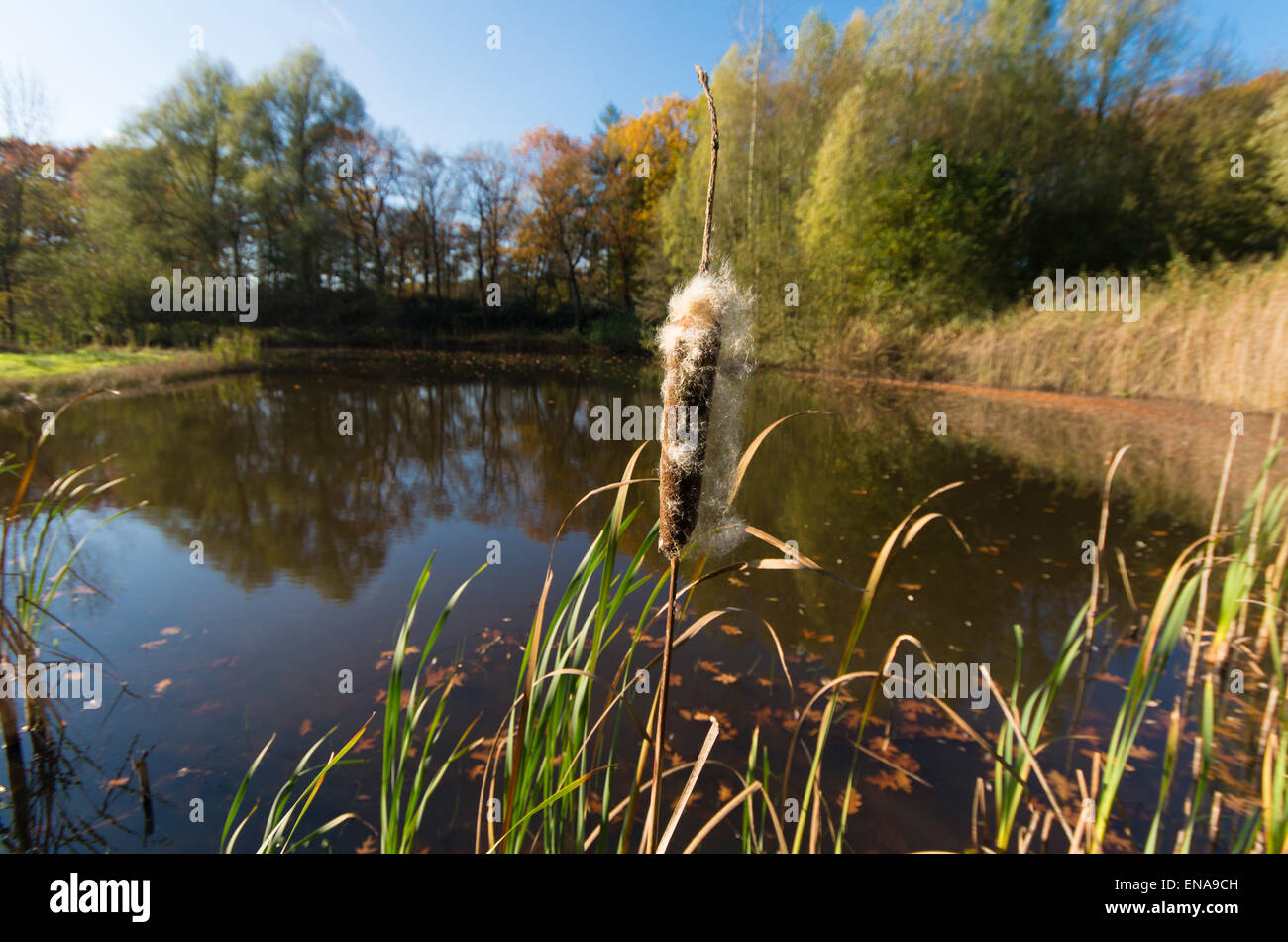 einzelne Rohrkolben am Rande eines kleinen Teiches Stockfoto
