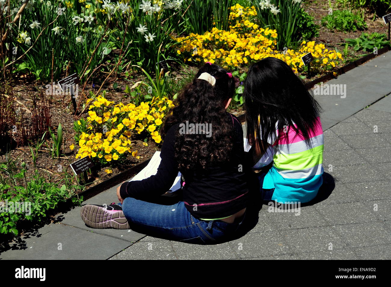 Bronx, New York: zwei kleine Mädchen skizzieren gelbe Stiefmütterchen im Botanischen Garten von New York an einem Frühlings-Nachmittag Stockfoto