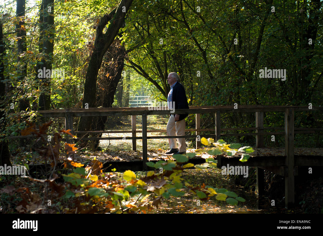 Senior einzigen Mann zu Fuß auf einem Steg in einen herbstlichen Wald Stockfoto