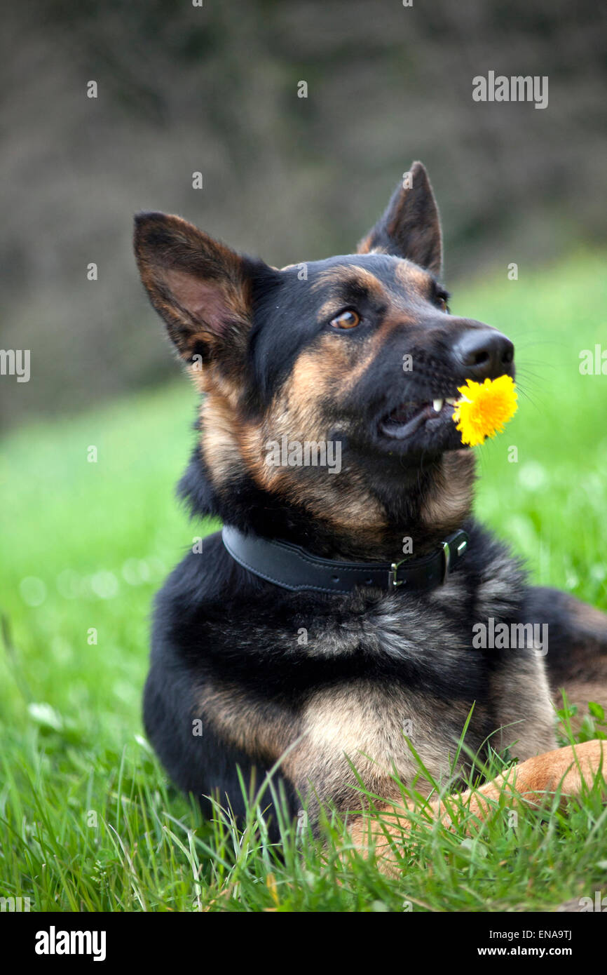 Lustiger Hund mit Blume - Abneigung Geschenke Stockfoto