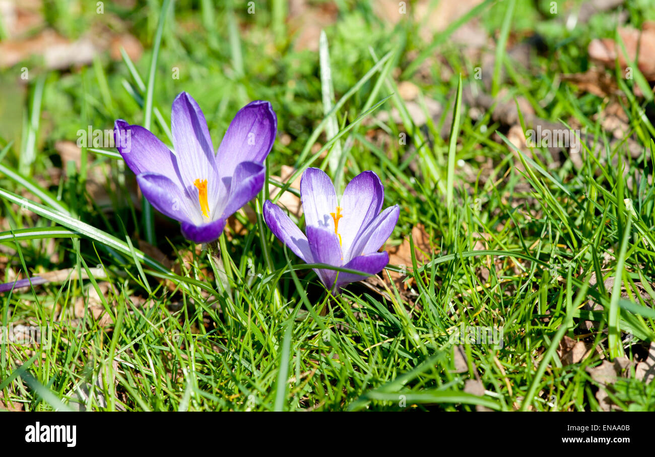 Schönen Frühling lila Krokus auf grünem Hintergrund Stockfoto