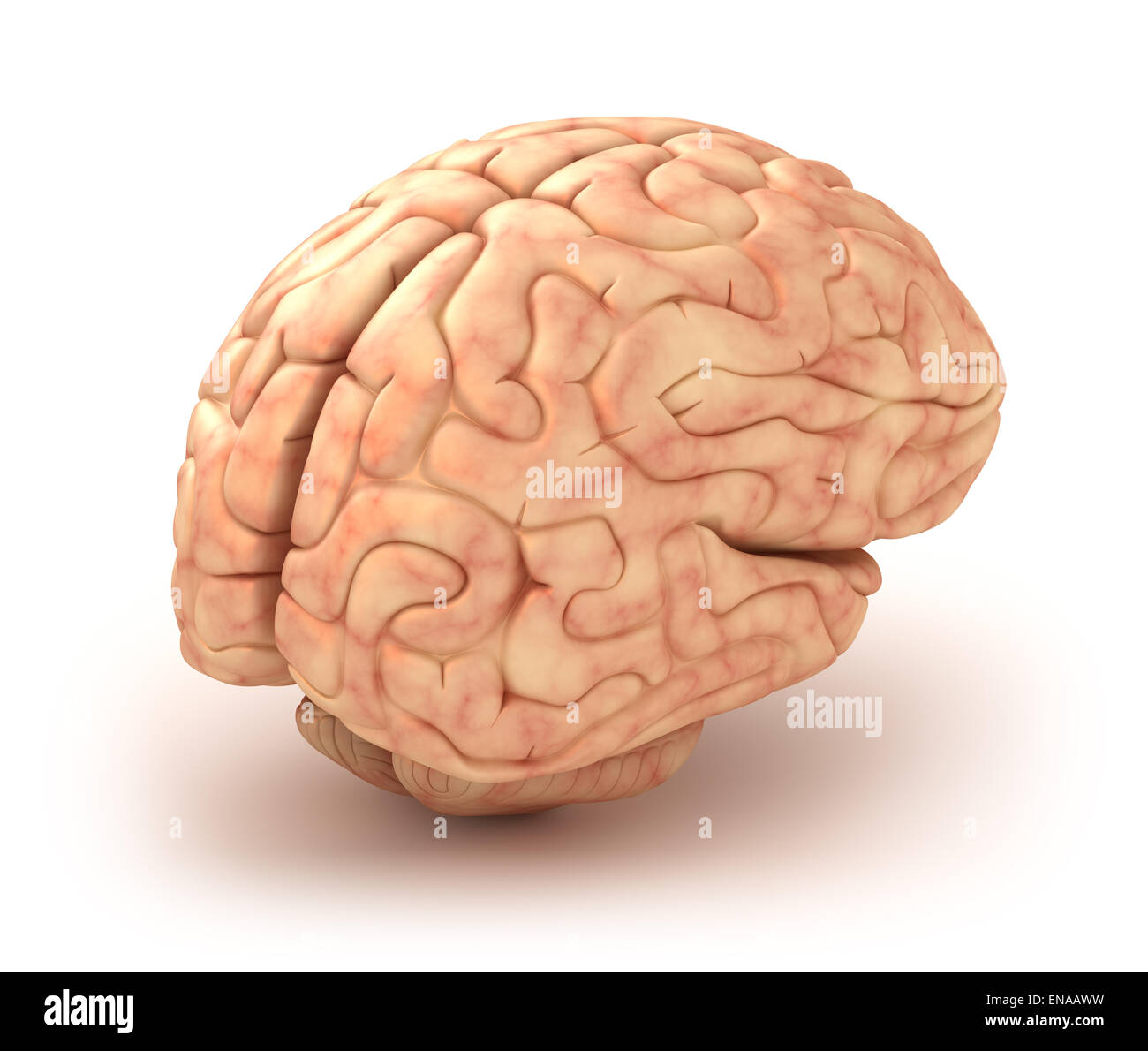 Menschliche Gehirn 3D-Modell, isoliert Stockfoto
