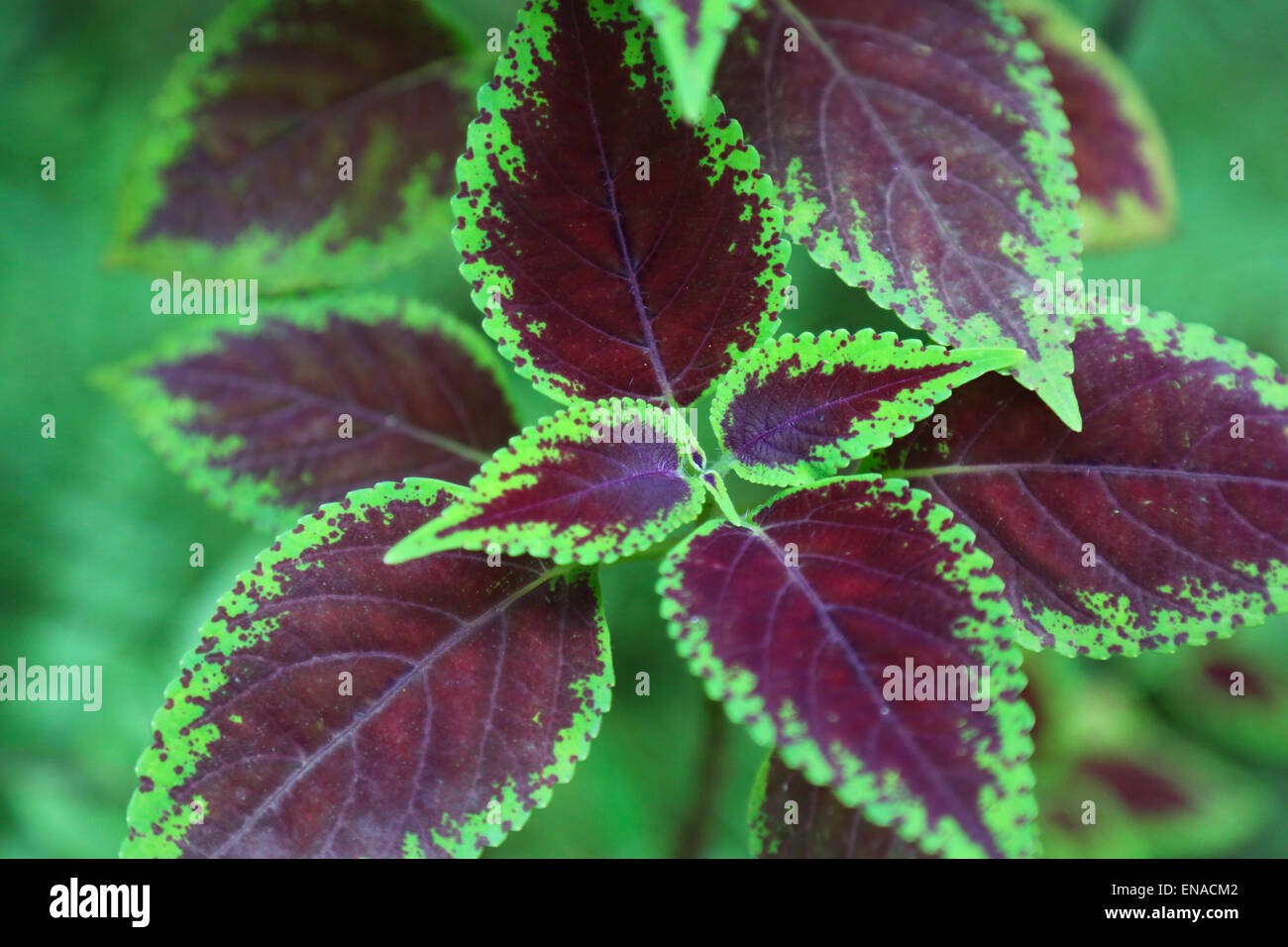 Frische rote grüne Buntnessel Pflanze Blättern in einem Garten Stockfoto