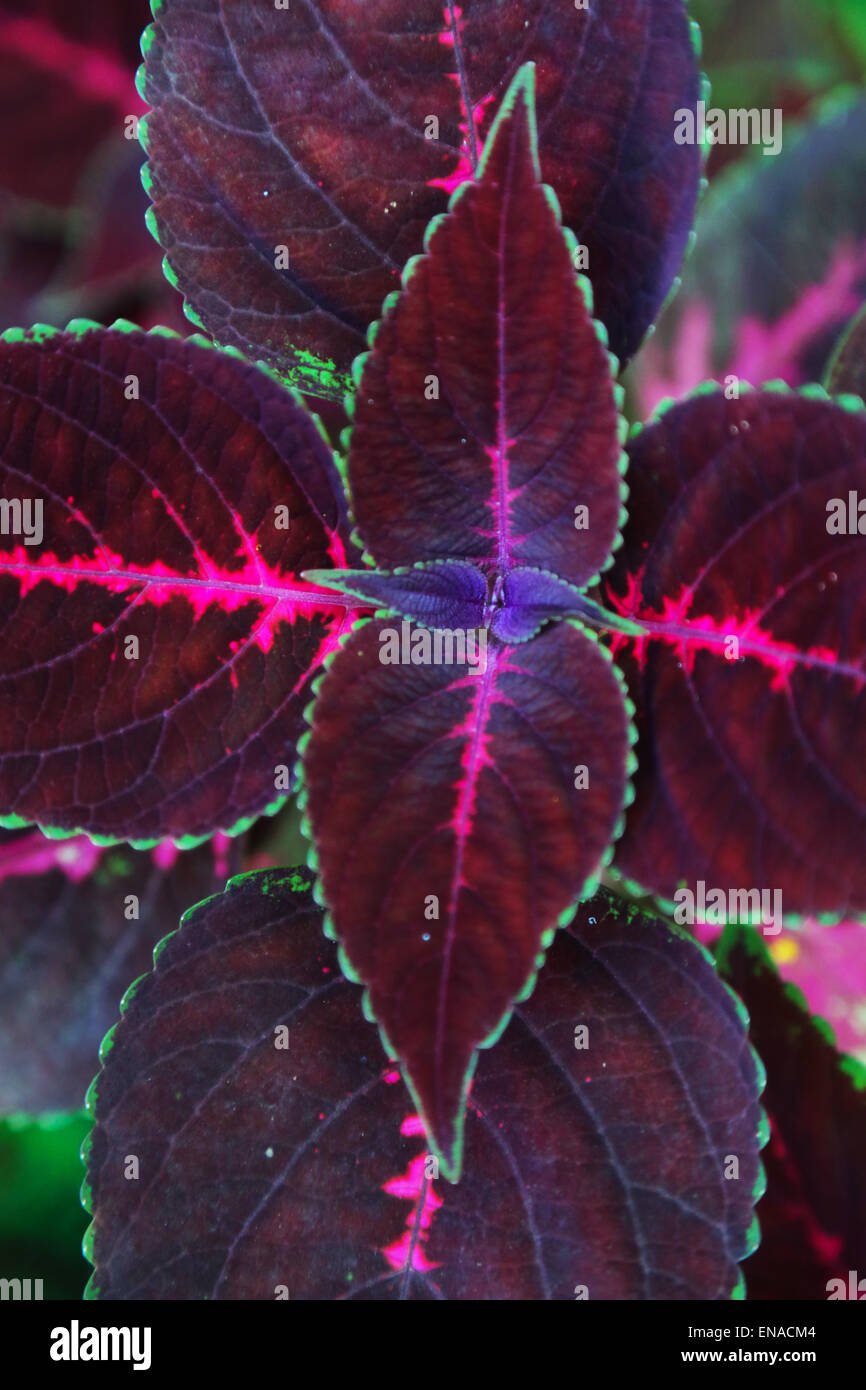 Frische rote Buntnessel Pflanze Blättern in einem Garten Stockfoto