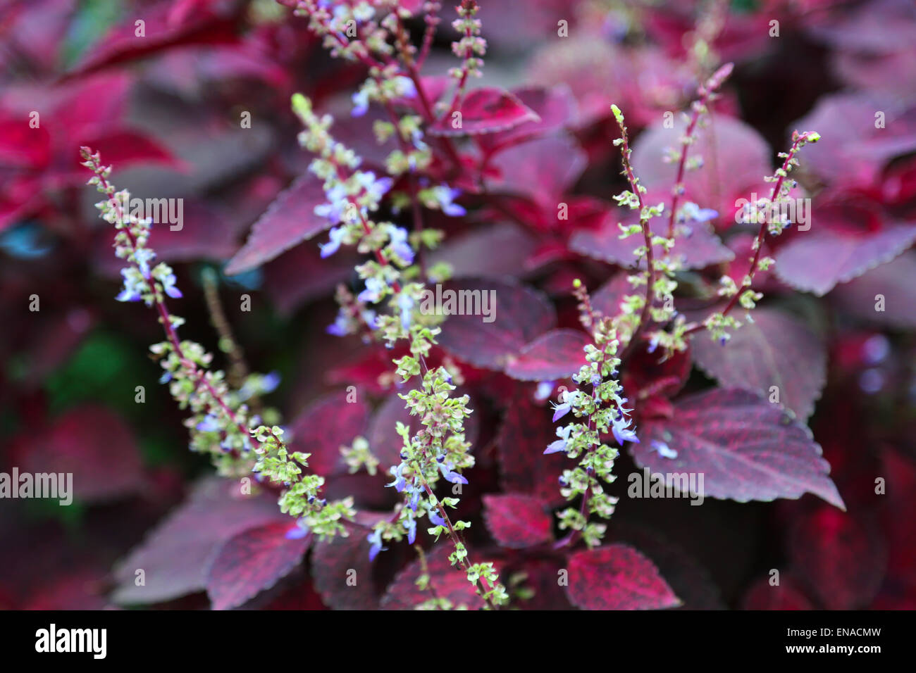 Frische rote Buntnessel Pflanze Blättern in einem Garten Stockfoto