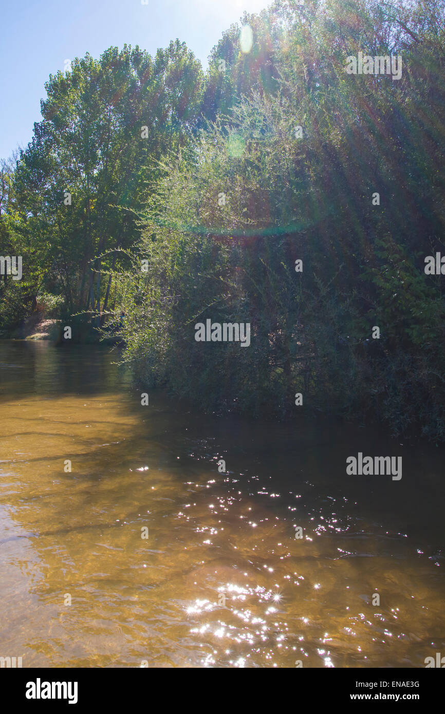 Vegetation, Alberche Flussufer in Toledo, Castilla La Mancha, Spanien Stockfoto