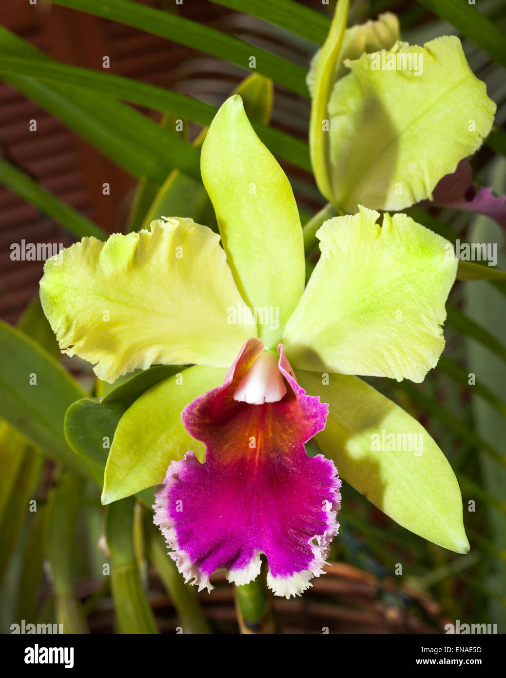 wunderschöne Orchidee in Hervey Bay Queensland fotografiert Stockfoto
