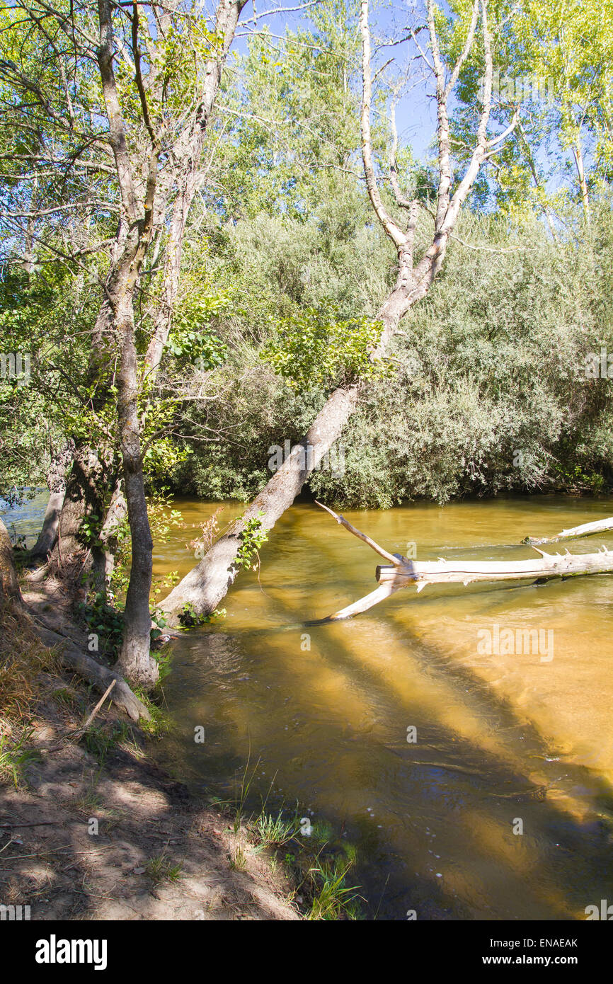 Umgestürzter Baum auf dem Fluss, Alberche Flussufer in Toledo, Castilla La Mancha, Spanien Stockfoto