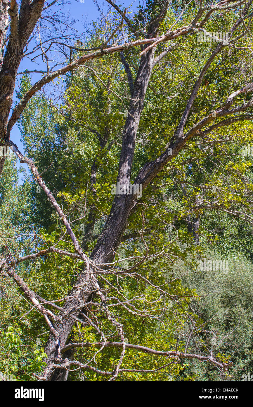 Bäume entlang des Flusses Alberche in Spanien Stockfoto