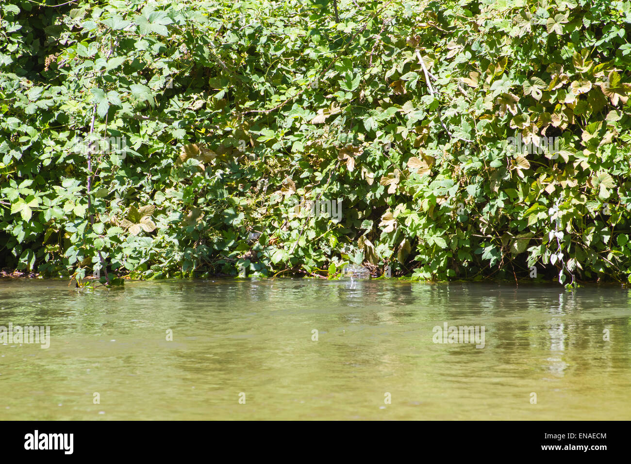 Bäume entlang des Flusses Alberche in Spanien Stockfoto