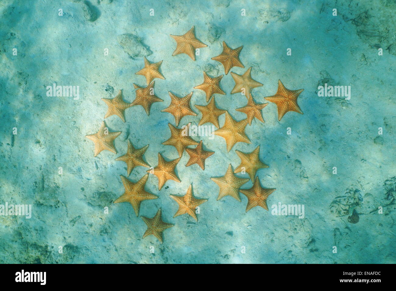 Gruppe von Starfish Unterwasser auf sandigen Meeresboden, von oben, Karibik, Bocas del Toro, Panama gesehen Stockfoto