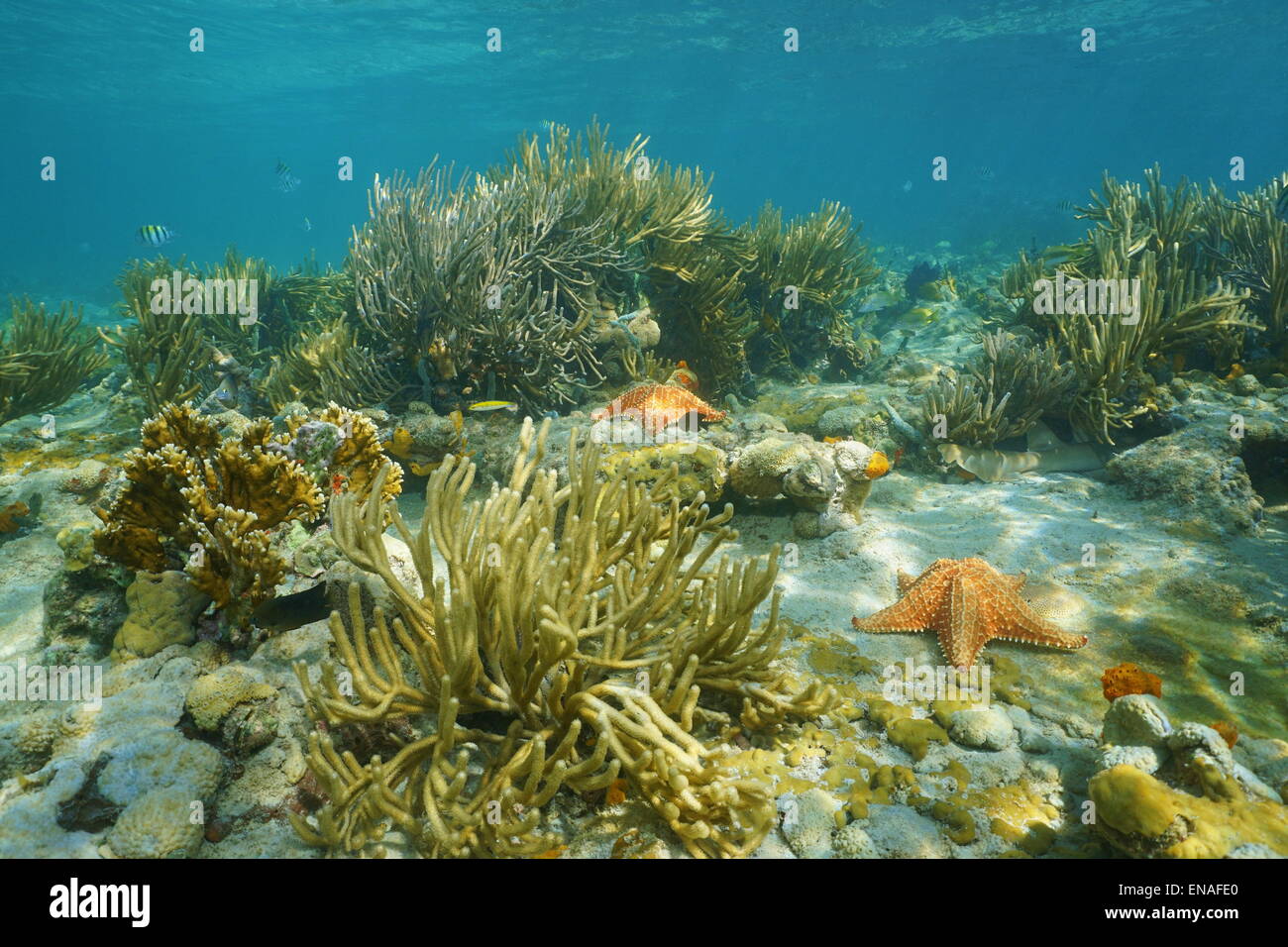 Unterwasserlandschaft in einem Korallenriff mit Gorgonien und Seesterne, Karibik, Panama, Mittelamerika Stockfoto