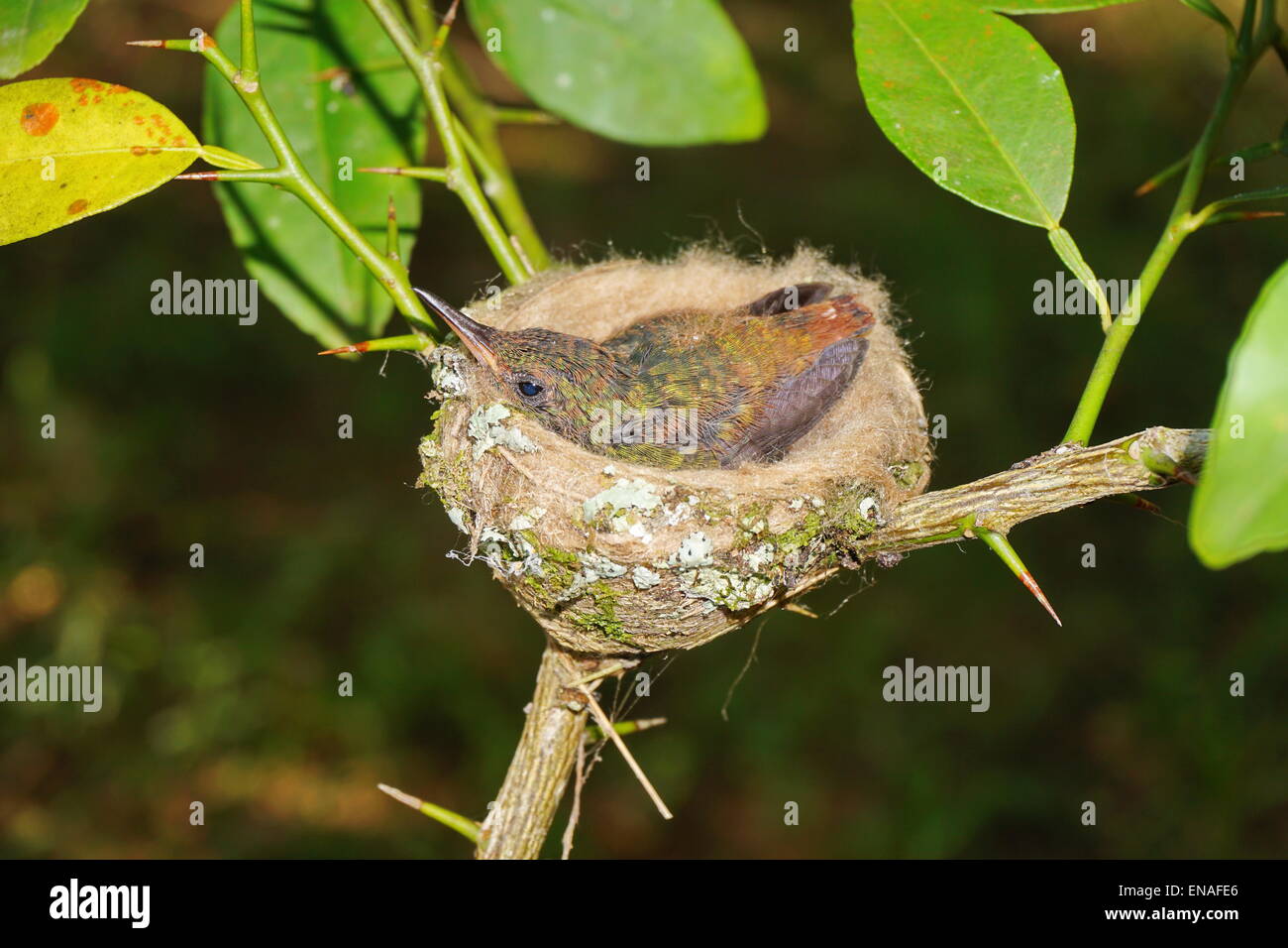 Jungvogel rufous-tailed Kolibris in das Nest, Panama, Mittelamerika Stockfoto