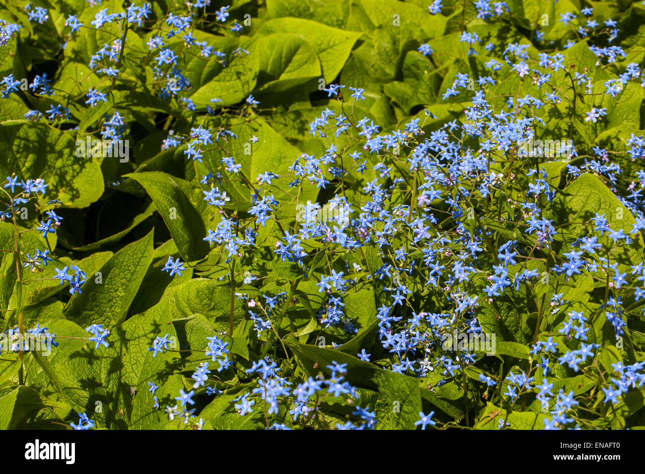 Sibirische Bugloss Brunnera macrophylla Stockfoto