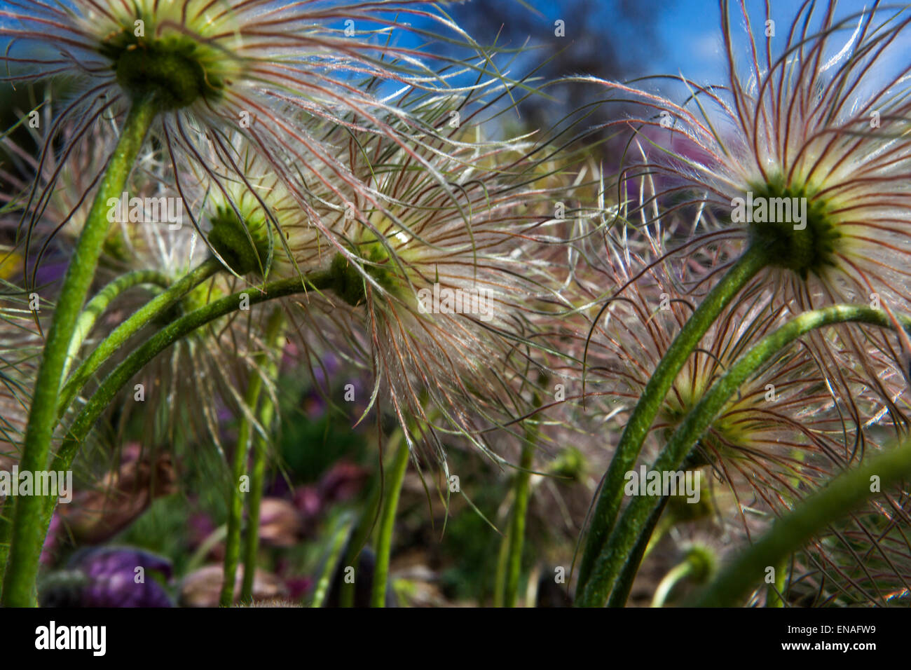 Pasque Blume, Pulsatilla Samen Köpfe gegangen, um Samen Stockfoto